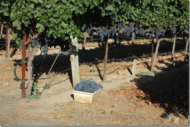 red wine grapes harvested from vine