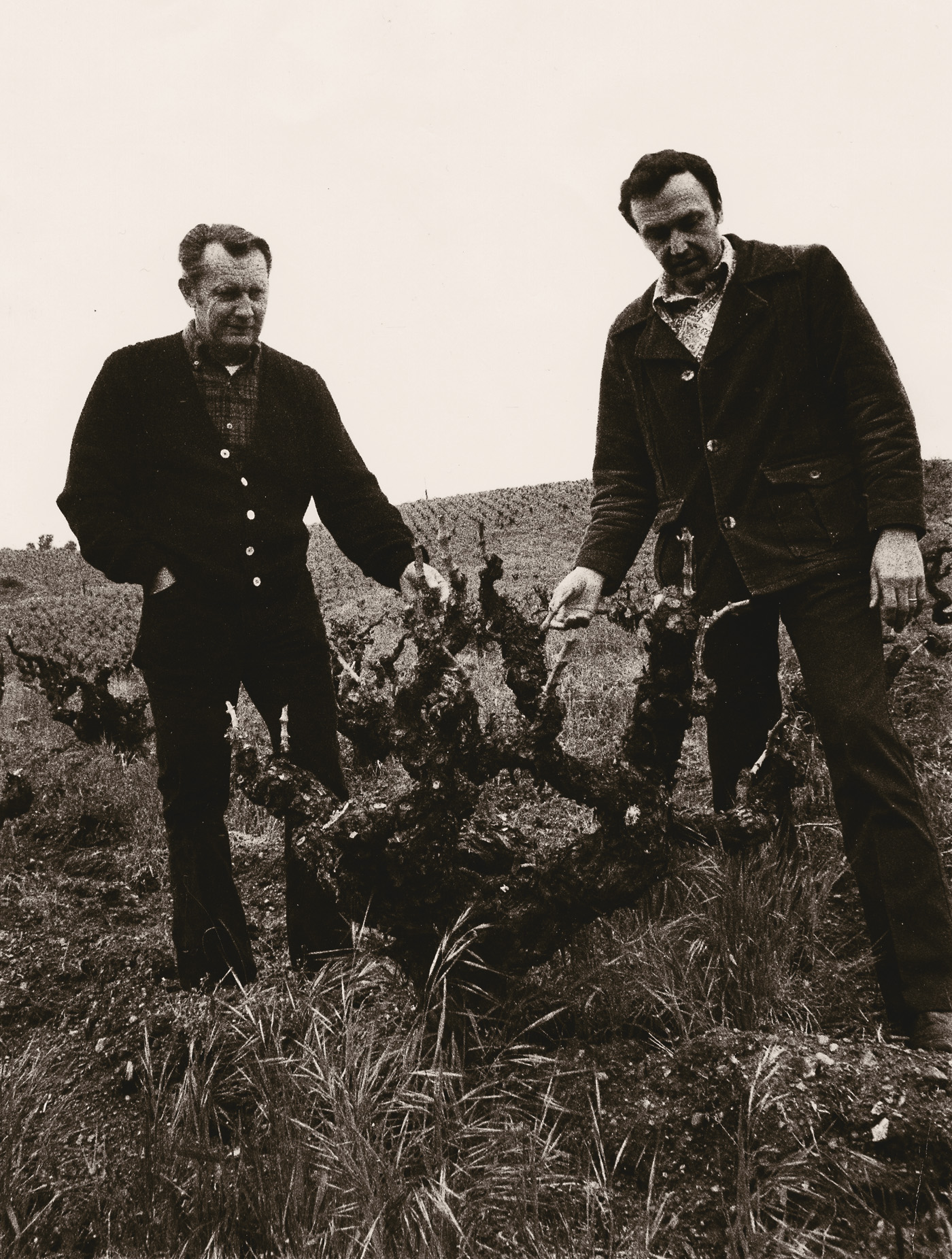 Jim and John Pedroncelli (right) in the vineyard