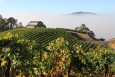 Guest house on Trattore Vineyard with fog passing through