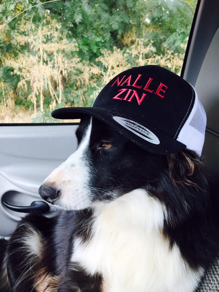 Nalle Winery mascot riding shotgun as they test sugar samples for their fabulous zinfandel grapes. 