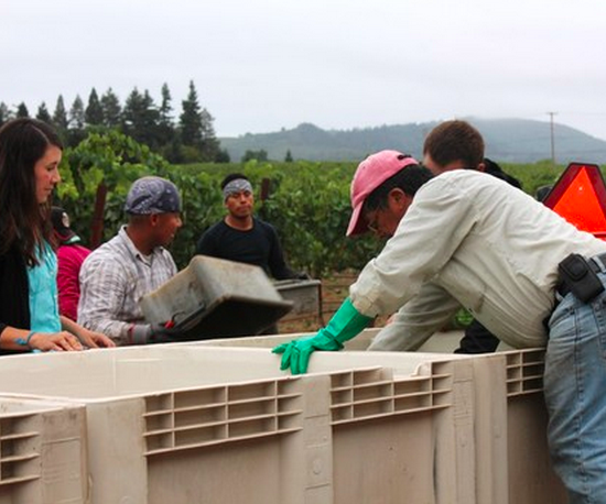 Ashley Herzberg and harvest crew at Amista Vineyards bringing in chardonay for their Sparkling Blanc de Blanc. Photo by John Compisi