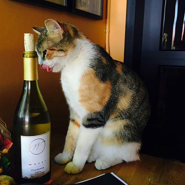 @westwines kitty