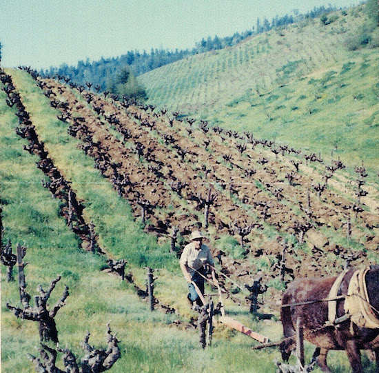 Louie Puccioni tends to the crops with his mules. 