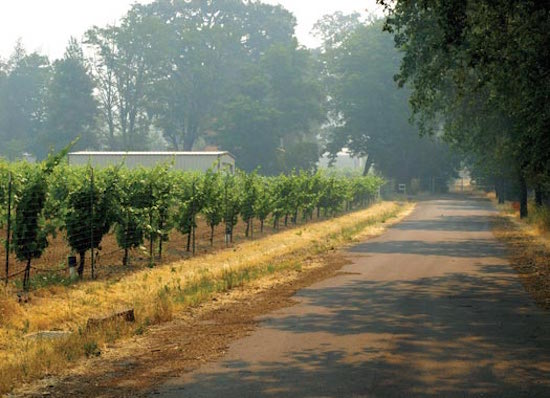 road and vineyard rows dry creek valley