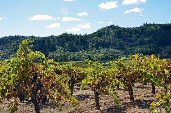 Mounts Family Winery Vineyards
