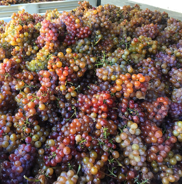 gewurtztraminer-mill-creek-harvest-2016