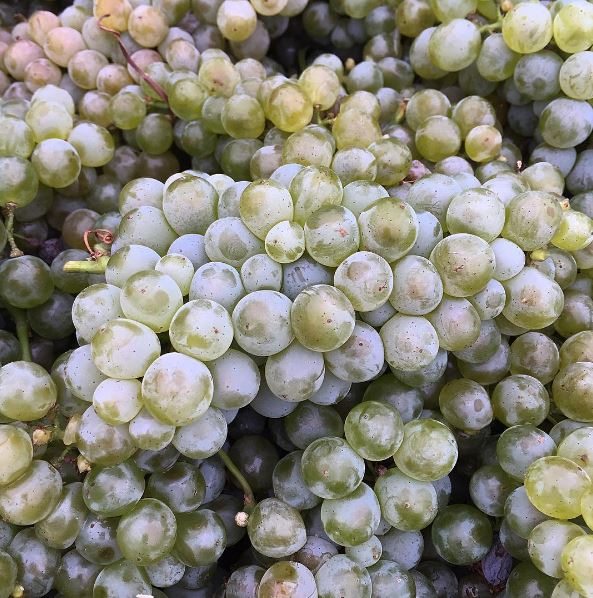 sauv-blanc-dry-creek-vineyard harvest 2016
