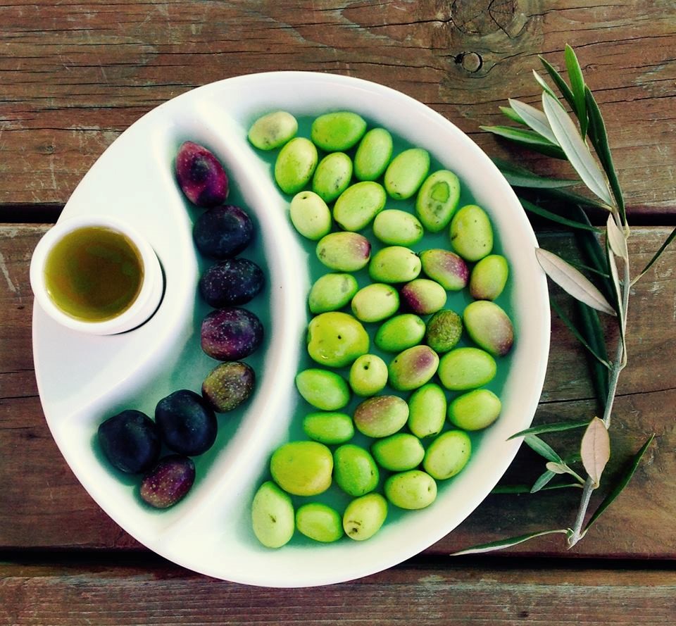 1_olive harvest in dry creek valley