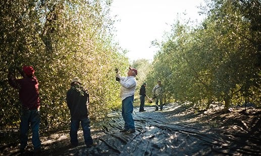 3_olive harvest in dry creek valley