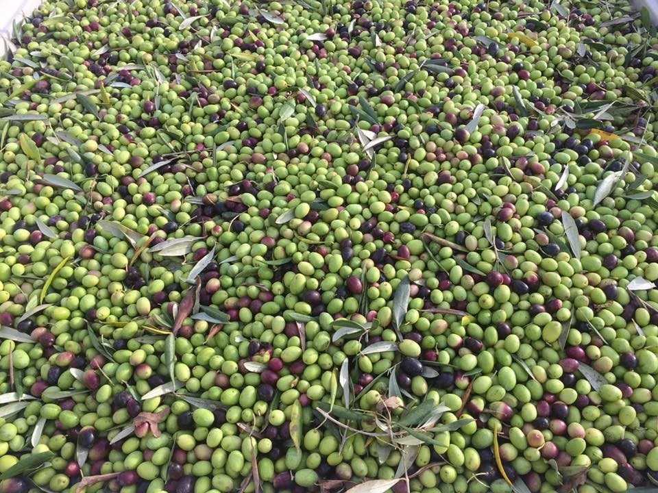 5 olive harvest in dry creek valley