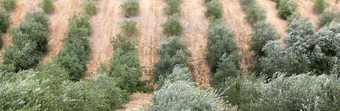 7 olive harvest in dry creek valley