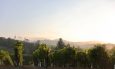 vineyard dusk beauty
