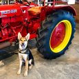 Pup at tractor