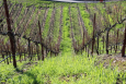 vines downward slope