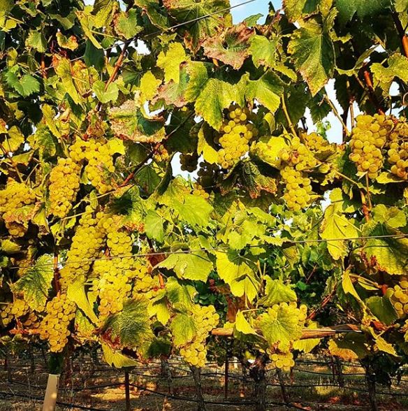 WestWines_ChardonnayVineyards