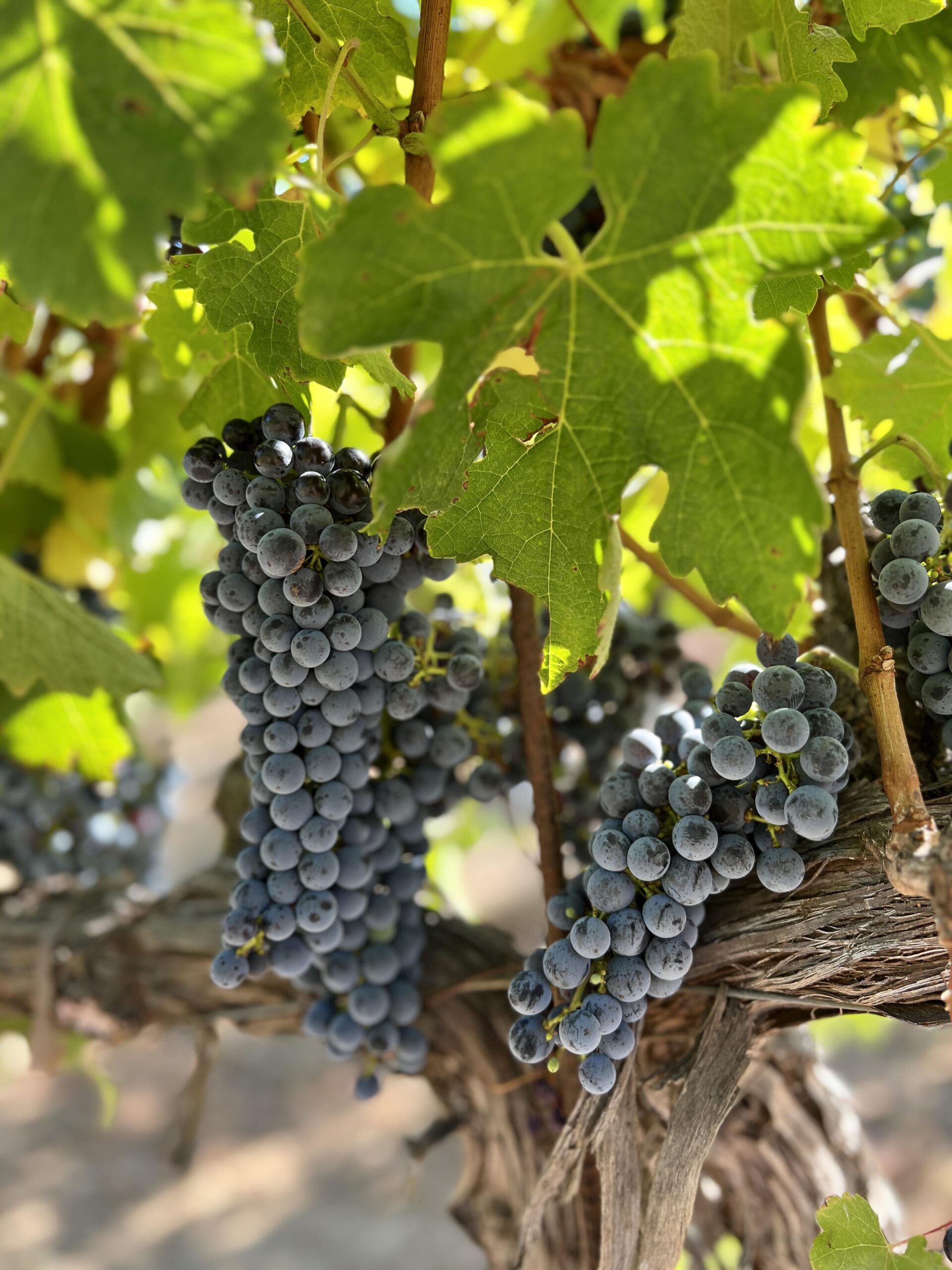 Cab – Flambeaux Wine