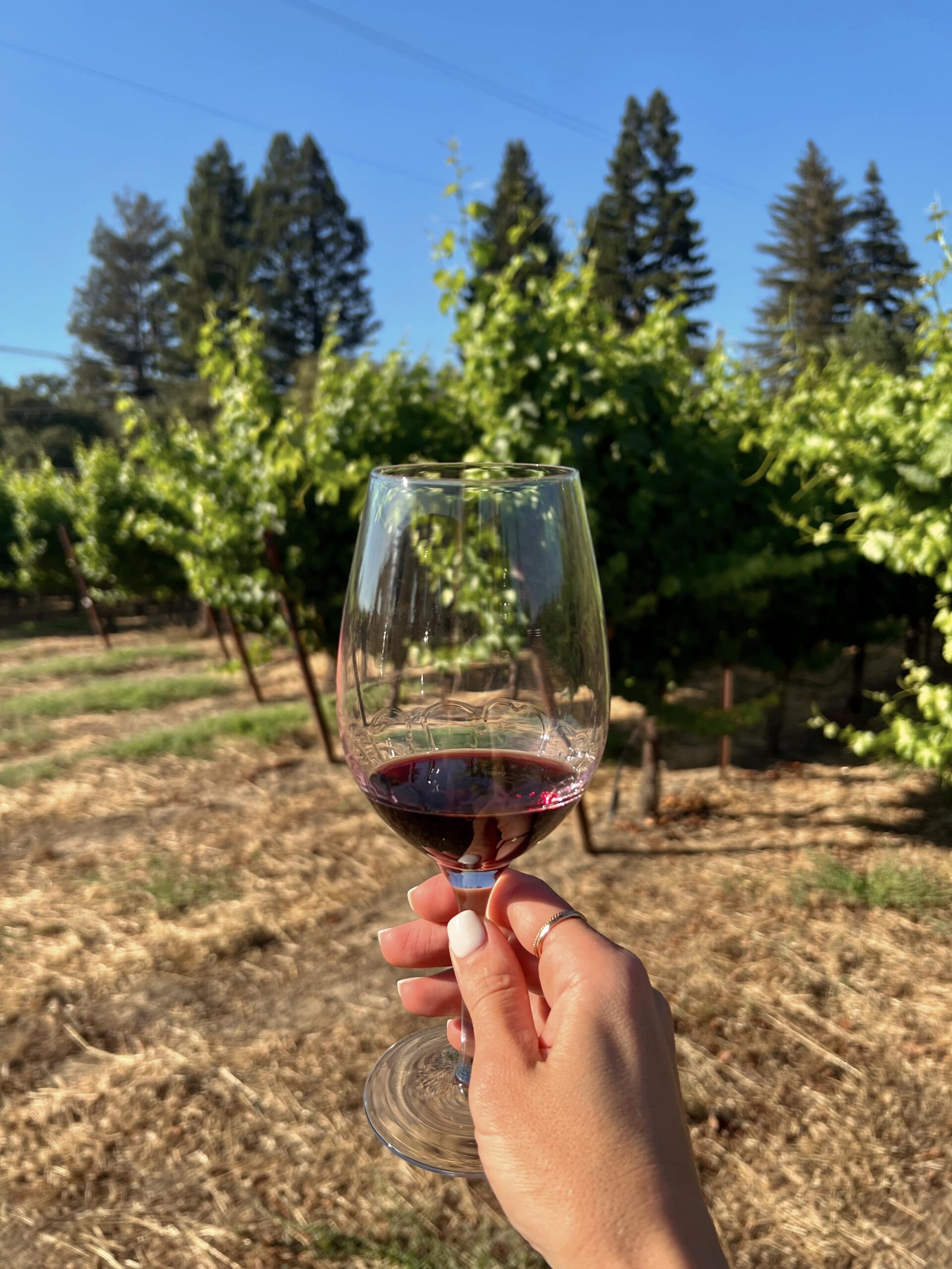 Italian Varietal – Orsi